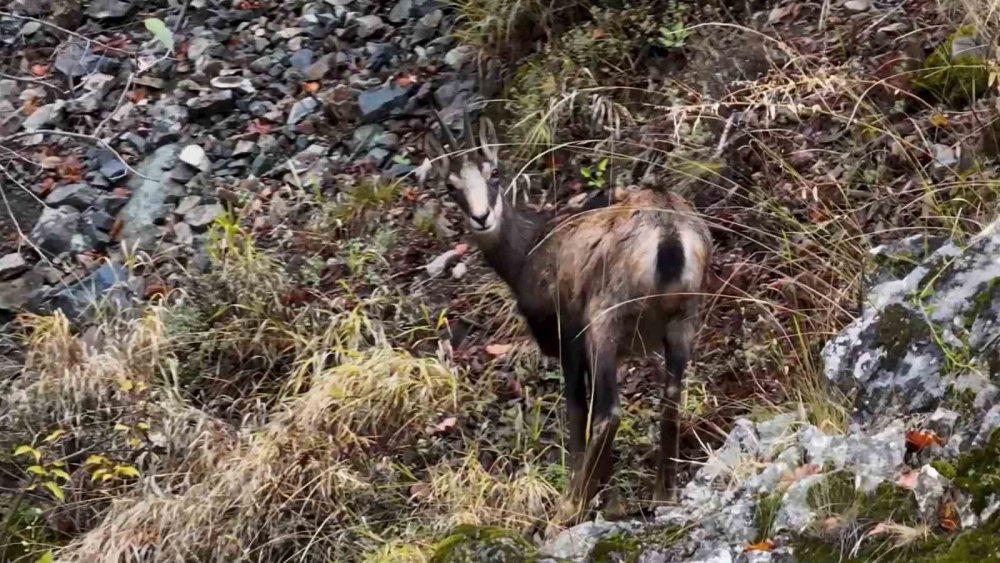 TÜRKİYE'DE EN DÜŞÜK RAKIMDA GÜMÜŞHANE'NİN SIRA DIŞI COĞRAFYASINDA EVLERİNİ KURAN KORUMA ALTINDAKİ ÇENGEL BOYNUZLU DAĞ KEÇİLERİ (ŞAMUA) DRONLA GÖRÜNTÜLENDİ