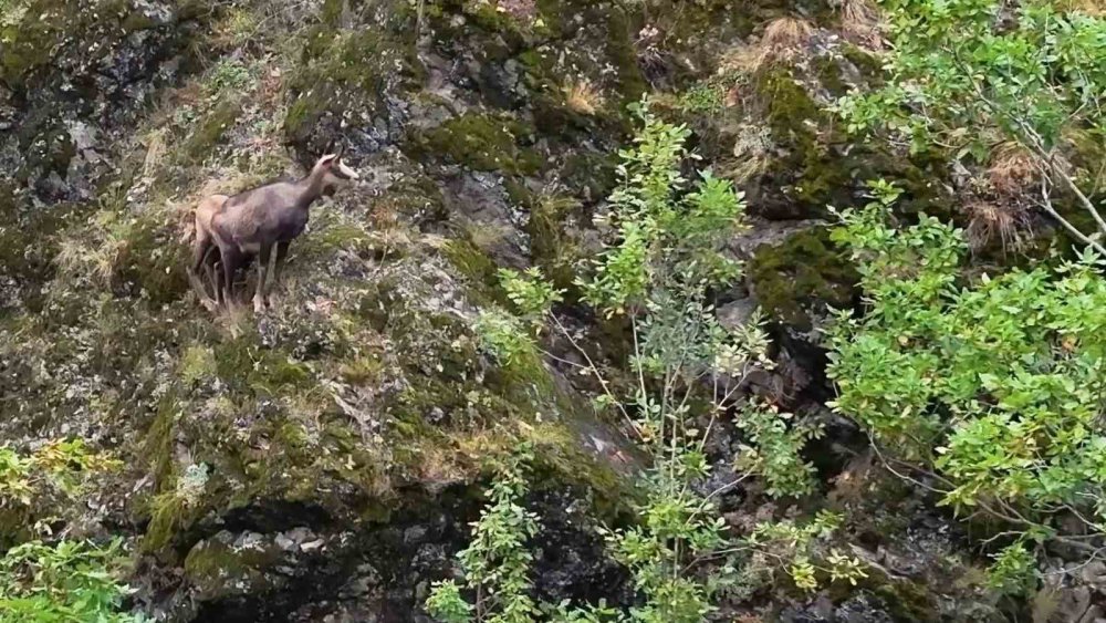TÜRKİYE'DE EN DÜŞÜK RAKIMDA GÜMÜŞHANE'NİN SIRA DIŞI COĞRAFYASINDA EVLERİNİ KURAN KORUMA ALTINDAKİ ÇENGEL BOYNUZLU DAĞ KEÇİLERİ (ŞAMUA) DRONLA GÖRÜNTÜLENDİ