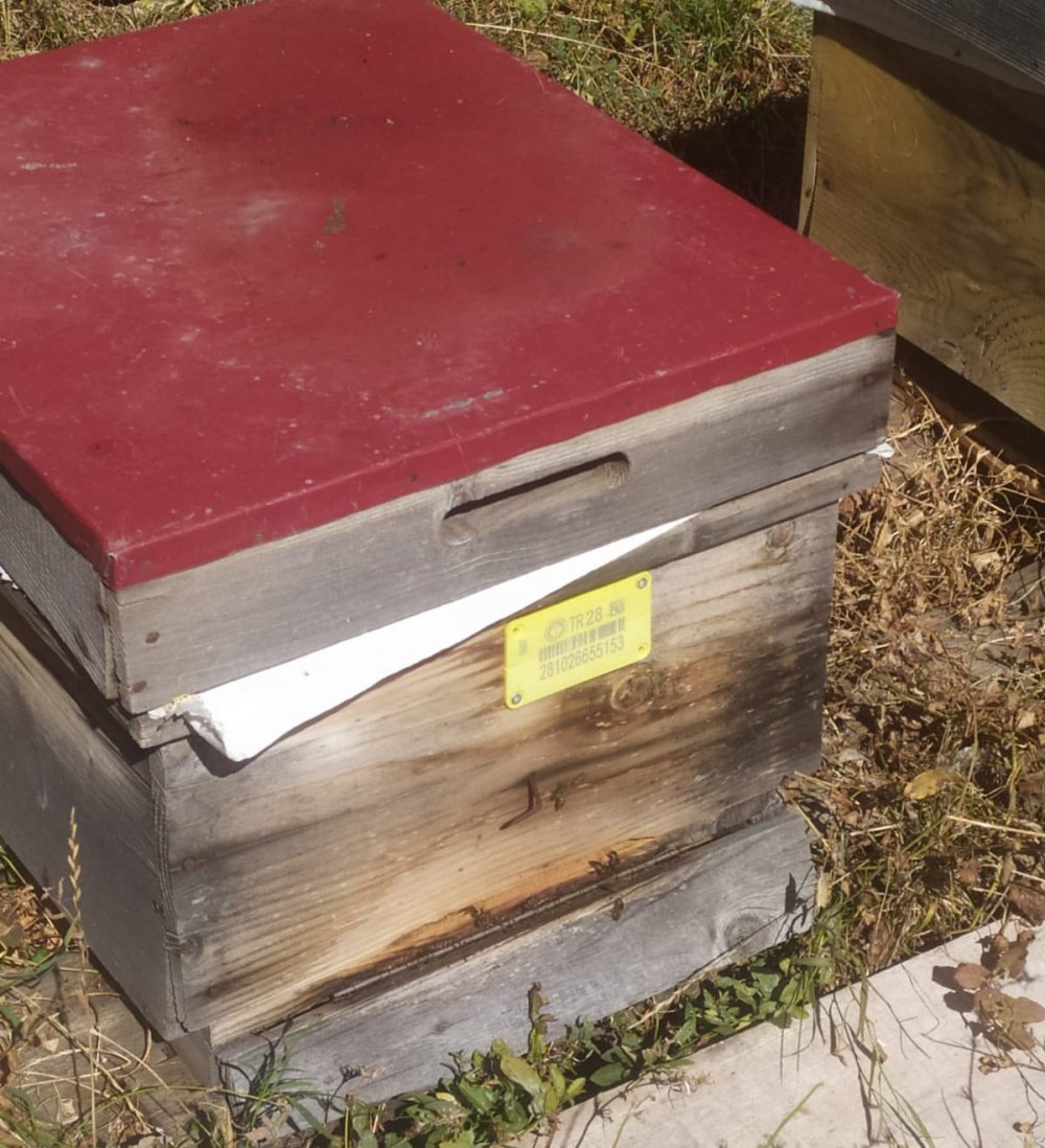 GİRESUN'UN ALUCRA İLÇESİNDE YAŞANAN ARI ÖLÜMLERİ ÜZERİNE İLÇE TARIM VE ORMAN MÜDÜRLÜĞÜ TARAFINDAN İNCELEME BAŞLATILDI