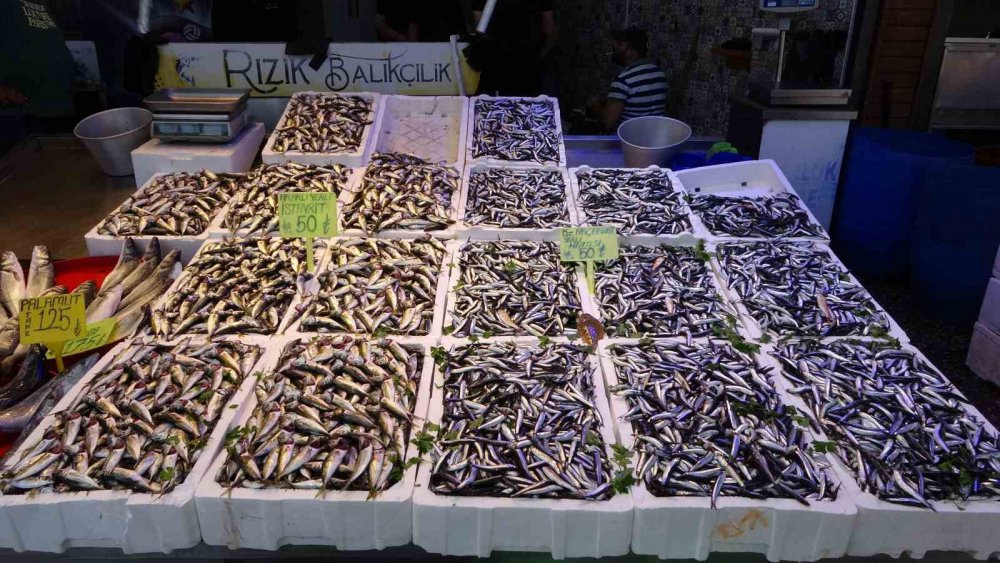 SEZON BAŞINDA GENELLİKLE BATI KARADENİZ'DE AVLANAN HAMSİNİN BUGÜNLERDE TRABZON AÇIKLARINDA BOL MİKTARDA AVLANMASI BALIKÇININ YÜZÜNÜ GÜLDÜRÜRKEN, TRABZON BALIK HALİ'NDE BUGÜN İTİBARİYLE HAMSİNİN KİLOSU 50 TL'DEN SATILIYOR