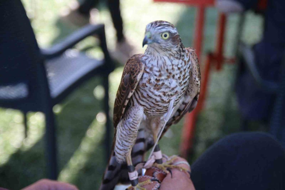 RİZE'NİN ARDEŞEN İLÇESİNDE DÜZENLENEN 4. ATMACA GÜZELLİK BECERİ VE DOĞAYA SALIM FESTİVALİ'NDE ATMACALAR,  TÜRKİYE'DEKİ ANAVATANI OLAN RİZE VE ARTVİN’Lİ YARIŞMACILAR BOY GÖSTERDİ
