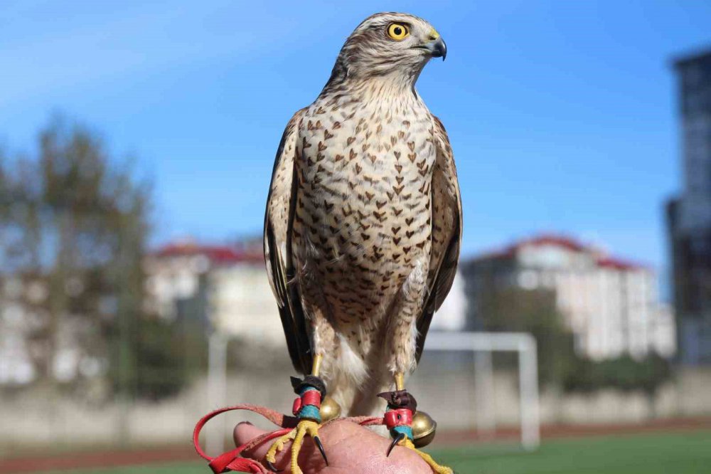 RİZE'NİN ARDEŞEN İLÇESİNDE DÜZENLENEN 4. ATMACA GÜZELLİK BECERİ VE DOĞAYA SALIM FESTİVALİ'NDE ATMACALAR,  TÜRKİYE'DEKİ ANAVATANI OLAN RİZE VE ARTVİN’Lİ YARIŞMACILAR BOY GÖSTERDİ