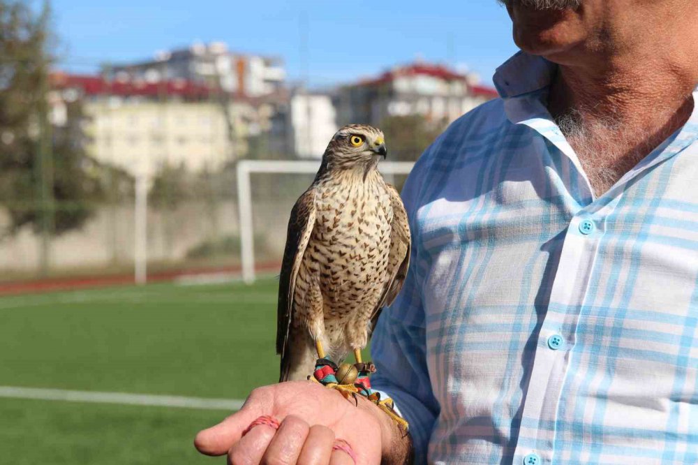 RİZE'NİN ARDEŞEN İLÇESİNDE DÜZENLENEN 4. ATMACA GÜZELLİK BECERİ VE DOĞAYA SALIM FESTİVALİ'NDE ATMACALAR,  TÜRKİYE'DEKİ ANAVATANI OLAN RİZE VE ARTVİN’Lİ YARIŞMACILAR BOY GÖSTERDİ