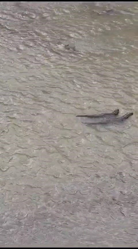 GÜMÜŞHANE'DE NESLİ TÜKENME ALTINDAKİ SU SAMURLARI HARŞİT ÇAYI’NDAKİ KEYİFLİ ANLARI GÖRÜNTÜLENDİ