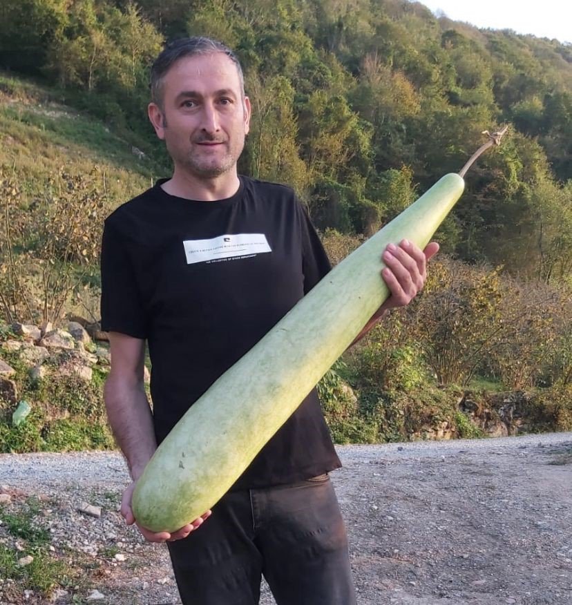 ORDU'NUN FATSA İLÇESİNDE ÇİFTÇİ CÜNEYT GÖZÜDİK , TARLASINDA 90 SANTİMETRE UZUNLUĞUNDA VE 15 SANTİMETRE GENİŞLİĞİNDE KABAK YETİŞTİRDİ. SONUCA KENDİSİNİN DE ŞAŞIRDIĞINI SÖYLEDİ