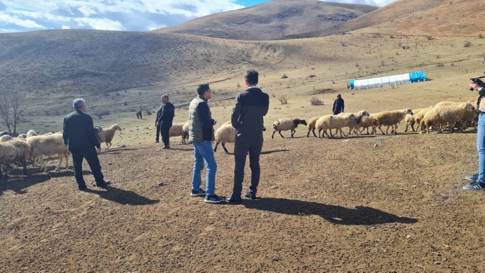 BAYBURT'A 30 KİLOMETRE UZAKLIKTA BULUNAN KİTRE KÖYÜNDE GÖKHAN TOPAL VE HALİT TOPAL İSİMLİ YETİŞTİRİCİLERE AİT İŞLETMEYE GECE SAATLERİNDE KURTLAR SALDIRDI. 200 KOYUN TELEF OLDU