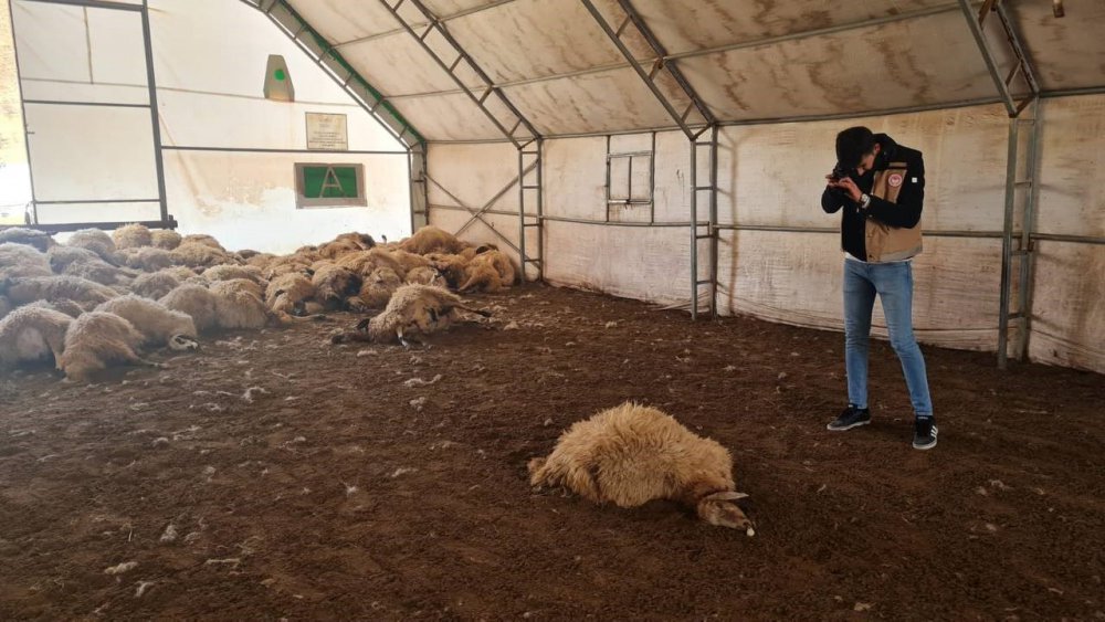 BAYBURT'A 30 KİLOMETRE UZAKLIKTA BULUNAN KİTRE KÖYÜNDE GÖKHAN TOPAL VE HALİT TOPAL İSİMLİ YETİŞTİRİCİLERE AİT İŞLETMEYE GECE SAATLERİNDE KURTLAR SALDIRDI. 200 KOYUN TELEF OLDU