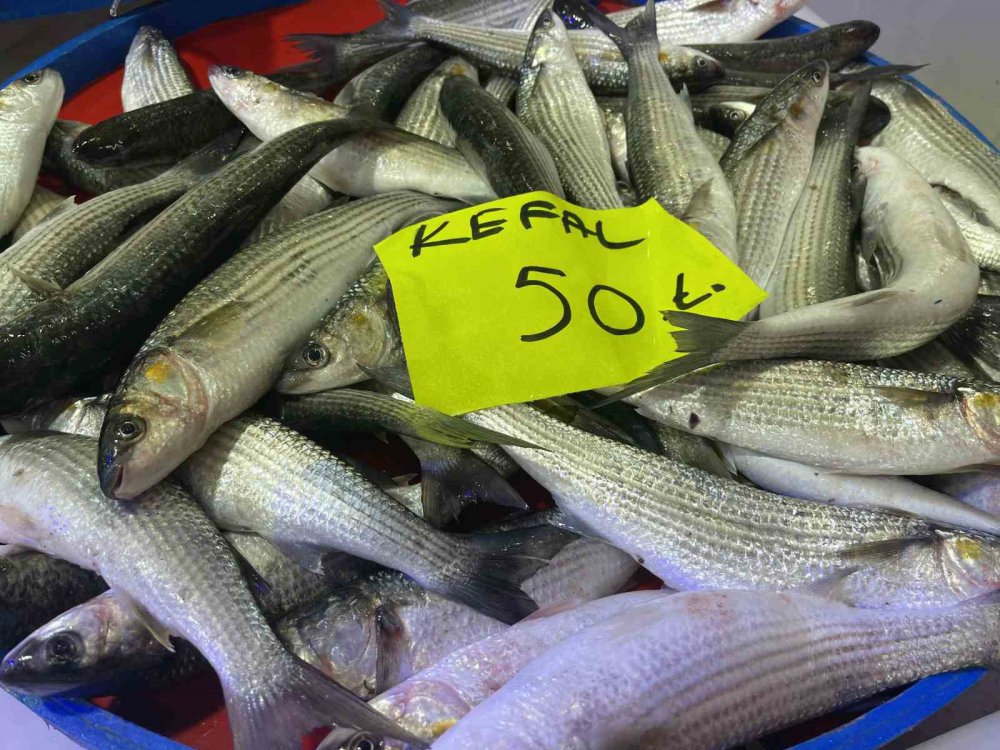 KARADENİZ'İN SOĞUMAYA BAŞLAMASI İLE BİRLİKTE RİZE'DE BALIK TEZGAHLARINDA PALAMUT GÖRÜNMEYE BAŞLADI. KİLOLUK PALAMUTUN FİYATI 150 TL – HAMSİ 35 TL’DEN SATILIYOR