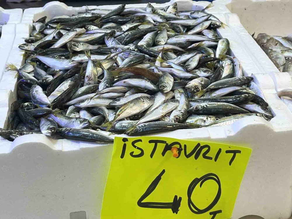 KARADENİZ'İN SOĞUMAYA BAŞLAMASI İLE BİRLİKTE RİZE'DE BALIK TEZGAHLARINDA PALAMUT GÖRÜNMEYE BAŞLADI. KİLOLUK PALAMUTUN FİYATI 150 TL – HAMSİ 35 TL’DEN SATILIYOR