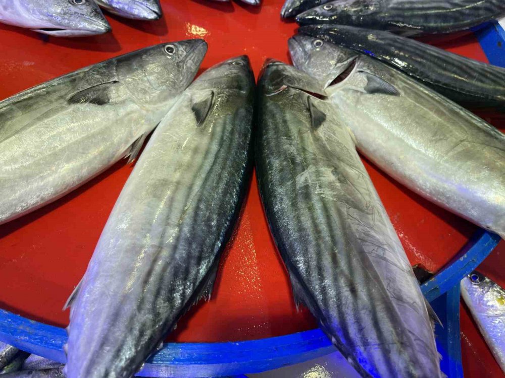 KARADENİZ'İN SOĞUMAYA BAŞLAMASI İLE BİRLİKTE RİZE'DE BALIK TEZGAHLARINDA PALAMUT GÖRÜNMEYE BAŞLADI. KİLOLUK PALAMUTUN FİYATI 150 TL – HAMSİ 35 TL’DEN SATILIYOR