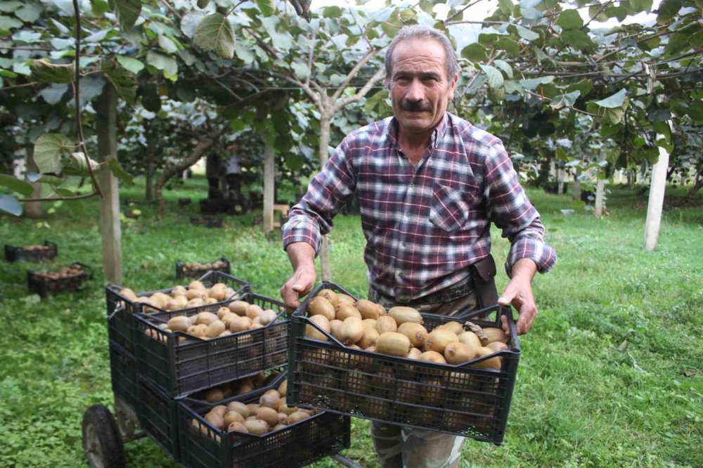 YILLIK GETİRİSİ 100 MİLYON TL. TÜRKİYE'NİN COĞRAFİ İŞARETLİ BELGELİ İLK KİVİSİ OLAN ORDU KİVİSİNDE HASAT DEVAM EDİYOR