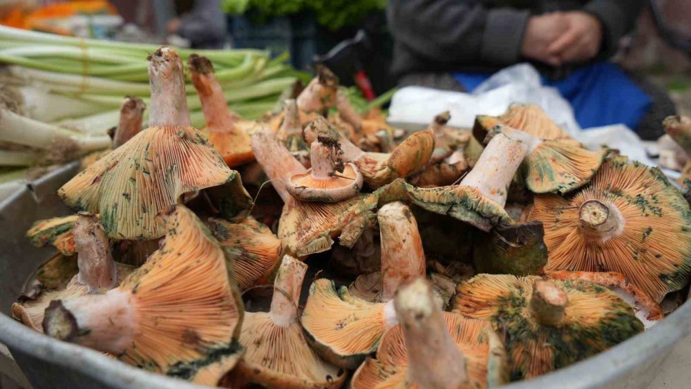 BOLU'DA 57 YAŞINDAKİ SABRİYE CİHAT, ORMANDAN TOPLADIĞI KANLICA MANTARLARINI PAZAR ALANINDA KİLOSUNU 150 LİRADAN SATARAK AİLE EKONOMİSİNE KATKI SUNUYOR