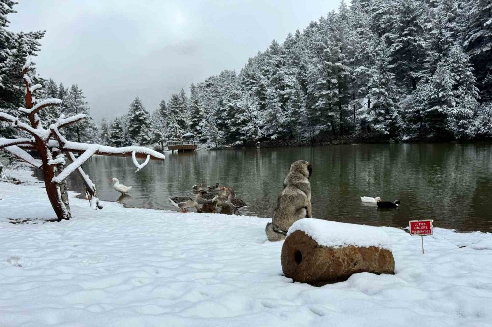 GÜMÜŞHANE'NİN TORUL İLÇESİNE BAĞLI ZİGANA KÖYÜNDEKİ DOĞA HARİKASI LİMNİ GÖLÜ TABİAT PARKI, YAĞAN KARLA BEYAZA BÜRÜNDÜ