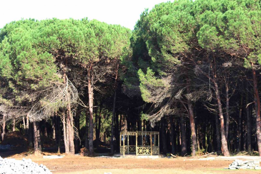 TRABZON'UN ARAKLI İLÇESİNDE ÇÖP DÖKÜM SAHASI OLARAK GÜNDEME GELEN VE TARTIŞMALARA YOL AÇAN TURUP BÖLGESİNDE TARIM VE ORMAN BAKANLIĞINCA MİLLET ORMANI YAPILIYOR