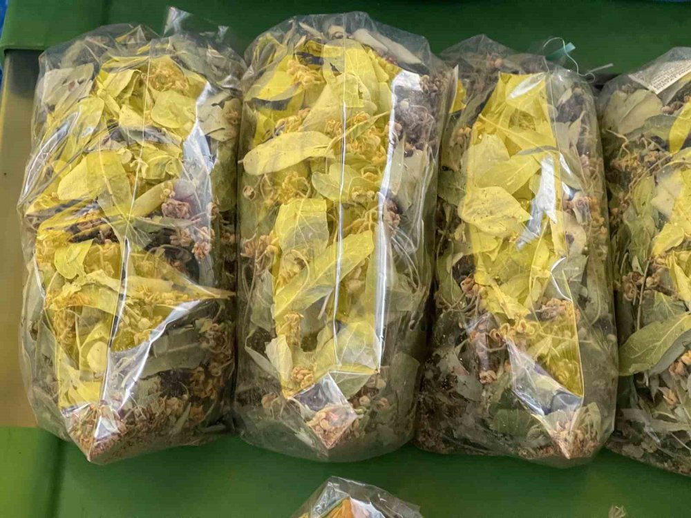 ATALARIMIZDAN KALMA BİR SOĞUK ALGINLIĞI İLACI OLAN , KIŞ VE SONBAHAR AYLARININ VAZGEÇİLMEZİ IHLAMUR , GEÇEN SENE IHLAMUR ÇİÇEĞİNİN KİLOGRAM FİYATI 600 TL İKEN BU YIL 800 TL'YE KADAR YÜKSELDİ