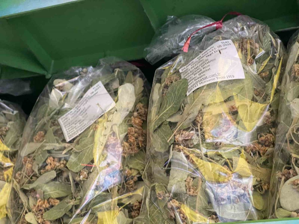 ATALARIMIZDAN KALMA BİR SOĞUK ALGINLIĞI İLACI OLAN , KIŞ VE SONBAHAR AYLARININ VAZGEÇİLMEZİ IHLAMUR , GEÇEN SENE IHLAMUR ÇİÇEĞİNİN KİLOGRAM FİYATI 600 TL İKEN BU YIL 800 TL'YE KADAR YÜKSELDİ