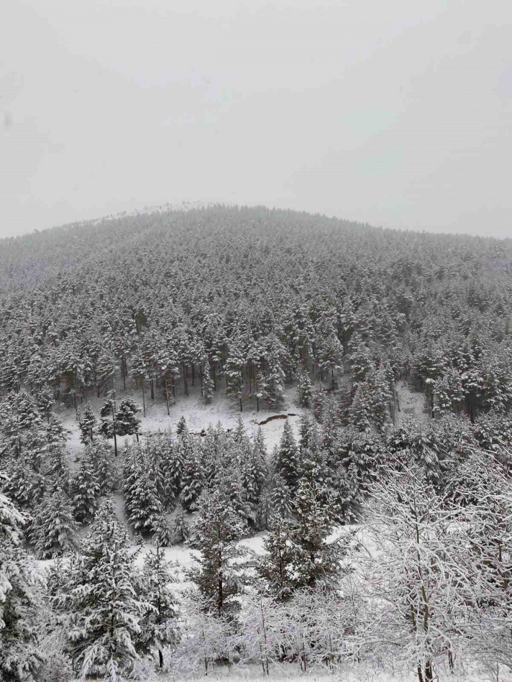 GÜMÜŞHANE'NİN YÜKSEK KESİMLERİNDE SON GÜNLERDE ETKİLİ OLAN KAR YAĞIŞI VE TİPİ ZAMAN ZAMAN SÜRÜCÜLERİN ZORLU ANLAR YAŞAMASINA NEDEN OLURKEN, ÇAM AĞAÇLARI ÜZERİNDEKİ MANZARALARI İSE GÖRENLERİ MEST EDİYOR