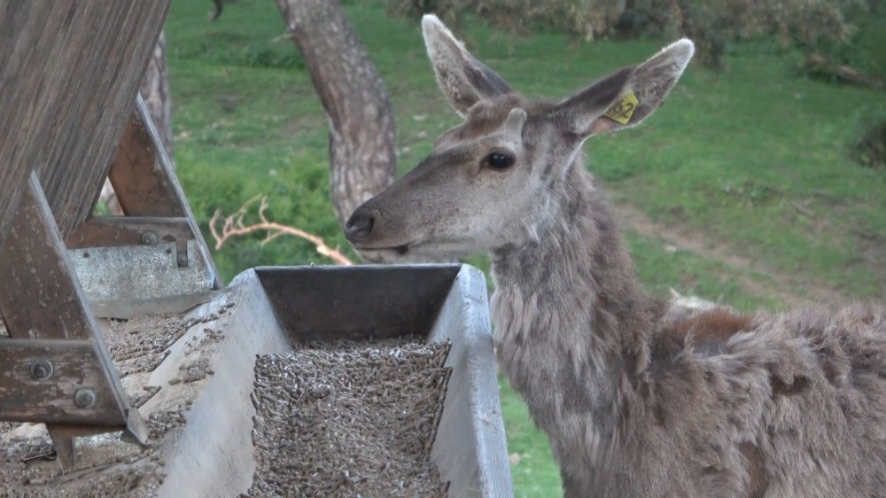 SAMSUN MİLLİ PARKLAR 11. BÖLGE MÜDÜRLÜĞÜ KUNDUZ GEYİK ÜRETİM TESİSİ'NDE 2022-2023 YILLARINDA 12 GEYİK ÜRETİLEREK DOĞAYA SALINDI