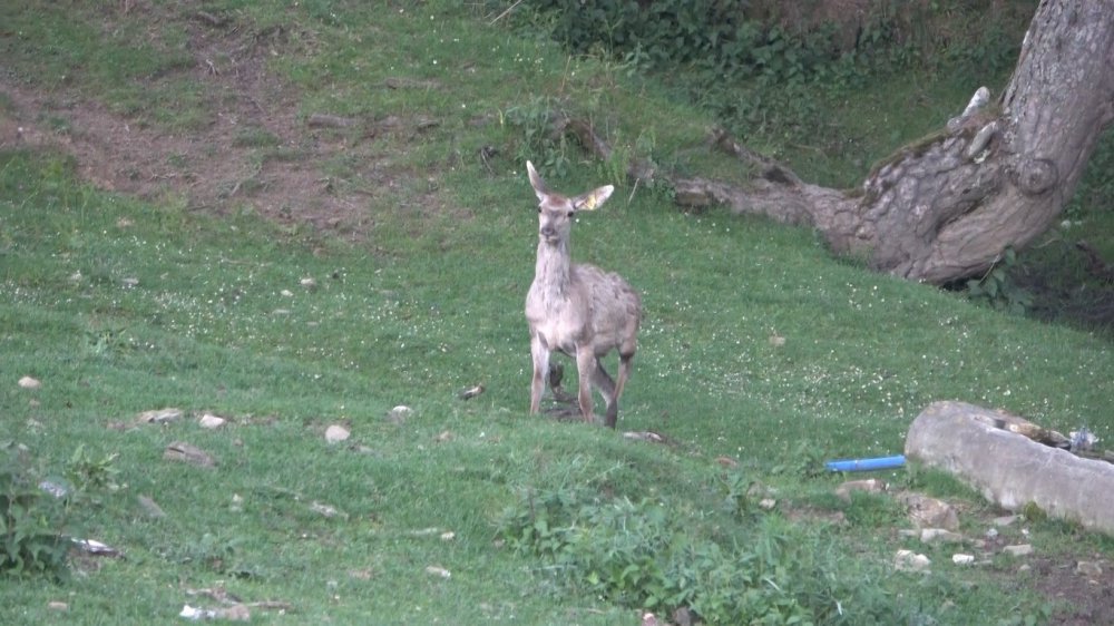 SAMSUN MİLLİ PARKLAR 11. BÖLGE MÜDÜRLÜĞÜ KUNDUZ GEYİK ÜRETİM TESİSİ'NDE 2022-2023 YILLARINDA 12 GEYİK ÜRETİLEREK DOĞAYA SALINDI
