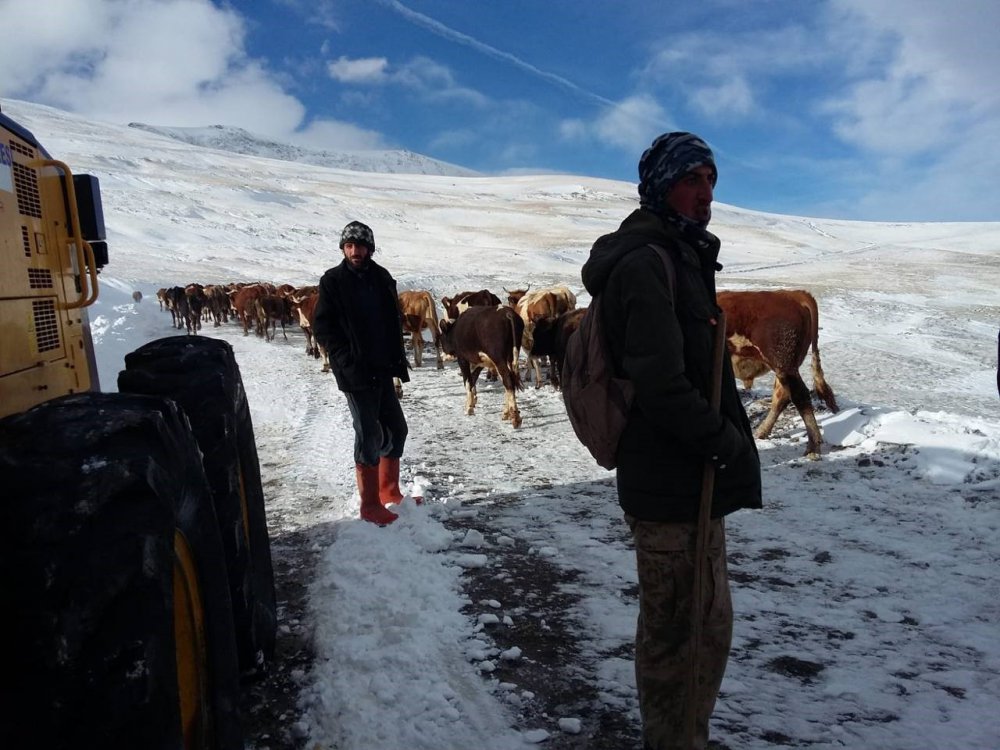 BAYBURT'TA İLKBAHARDA SÜRÜLERİYLE YAYLAYA ÇIKAN ÇOBANLARIN, KAR YAĞIŞIYLA BİRLİKTE ETKİLİ OLAN SOĞUK HAVADA ZORLU DÖNÜŞ YOLCULUĞU DEVAM EDİYOR
