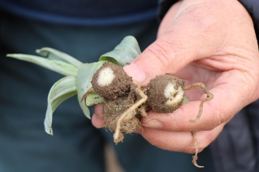 TÜRKİYE'DE ÜRETİLEN TOPLAM SALEBİN YARIYA YAKINI SAMSUN'DA ÜRETİLİYOR. YILDA 56 TON SALEP ÜRETİLEN SAMSUN, 2022 YILINDA TÜRKİYE'DE EN ÇOK SALEP ÜRETEN İL OLDU