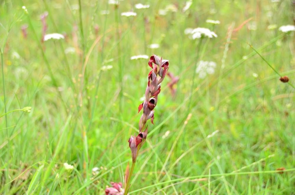 TÜRKİYE'DE ÜRETİLEN TOPLAM SALEBİN YARIYA YAKINI SAMSUN'DA ÜRETİLİYOR. YILDA 56 TON SALEP ÜRETİLEN SAMSUN, 2022 YILINDA TÜRKİYE'DE EN ÇOK SALEP ÜRETEN İL OLDU