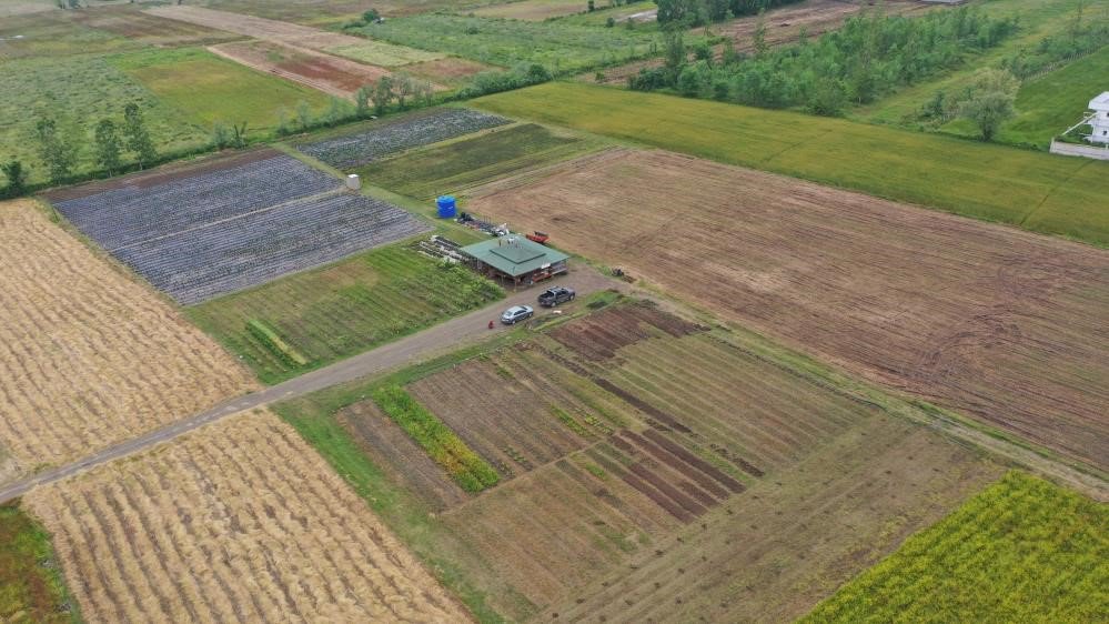 TÜRKİYE'DE ÜRETİLEN TOPLAM SALEBİN YARIYA YAKINI SAMSUN'DA ÜRETİLİYOR. YILDA 56 TON SALEP ÜRETİLEN SAMSUN, 2022 YILINDA TÜRKİYE'DE EN ÇOK SALEP ÜRETEN İL OLDU