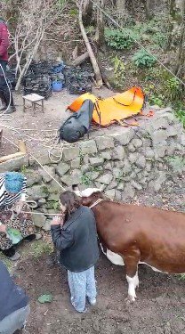 TRABZON'UN ARAKLI İLÇESİNDE UÇURUMDAN AŞAĞI DÜŞEREK BULUNDUĞU YERDE MAHSUR KALAN İNEĞİ İTFAİYE EKİPLERİ KURTARDI