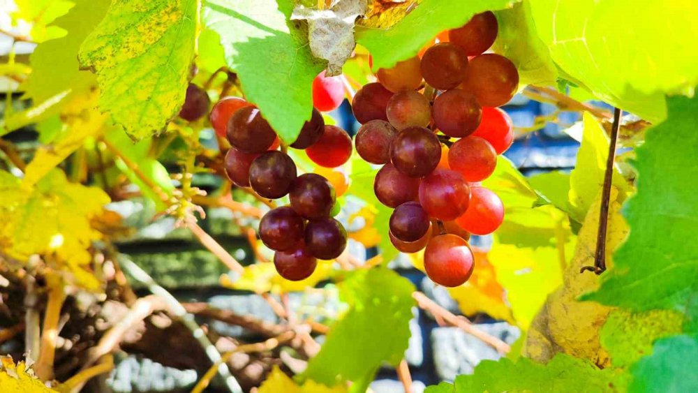 GİRESUN'UN EYNESİL İLÇESİNDEARALIK AYINDA BİR İŞ YERİNİN DUVARLARINDA BULUNAN ASMADAKİ ÜZÜMLER, GÖRENLERİ HAYRETE DÜŞÜRDÜ