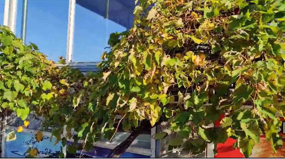 GİRESUN'UN EYNESİL İLÇESİNDEARALIK AYINDA BİR İŞ YERİNİN DUVARLARINDA BULUNAN ASMADAKİ ÜZÜMLER, GÖRENLERİ HAYRETE DÜŞÜRDÜ