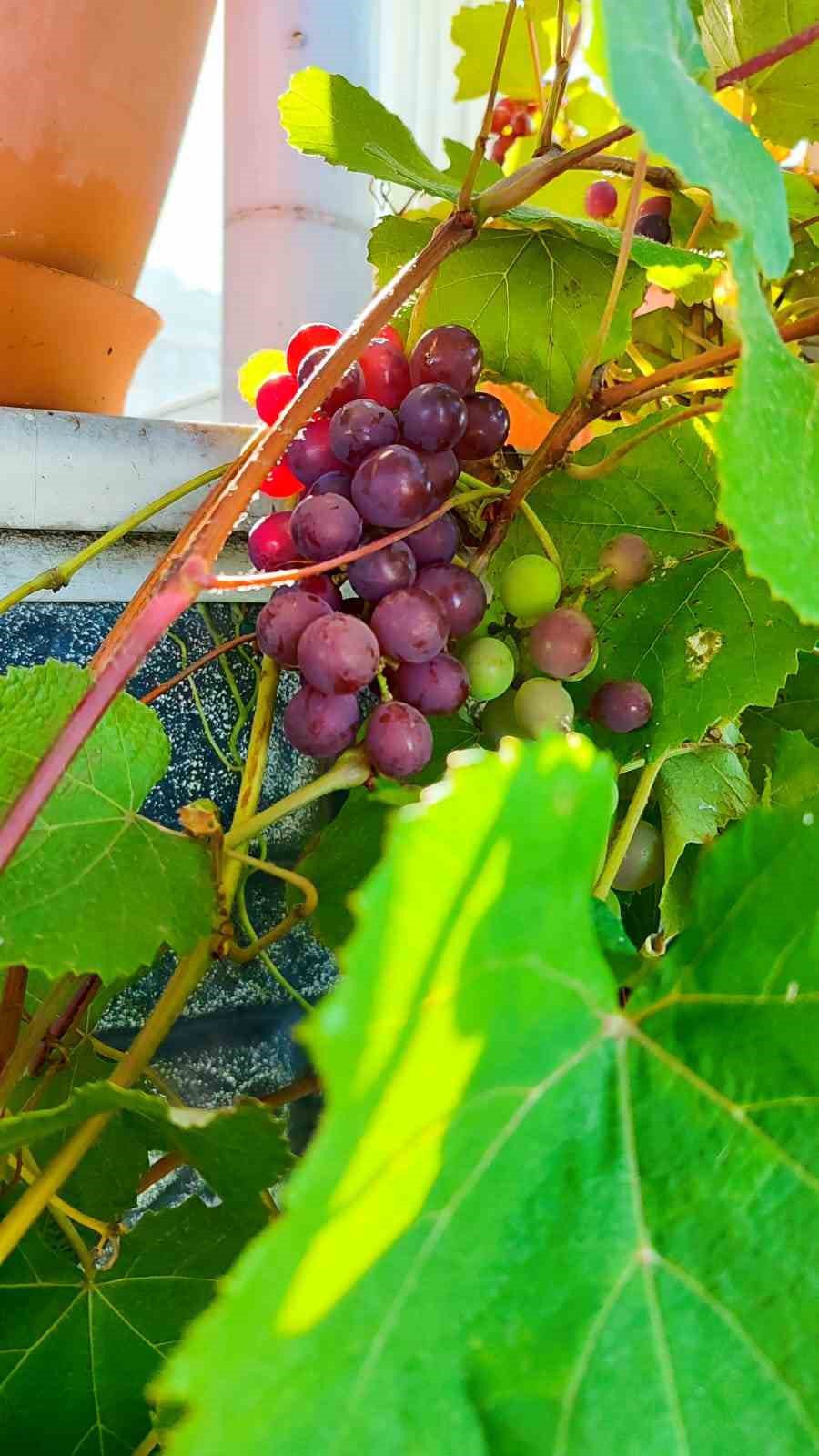 GİRESUN'UN EYNESİL İLÇESİNDEARALIK AYINDA BİR İŞ YERİNİN DUVARLARINDA BULUNAN ASMADAKİ ÜZÜMLER, GÖRENLERİ HAYRETE DÜŞÜRDÜ