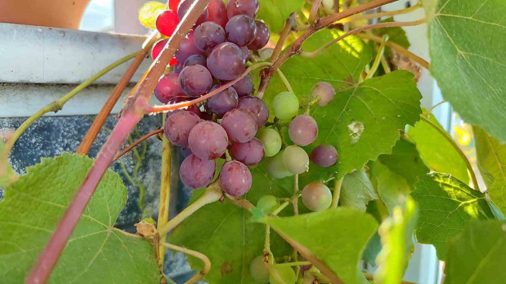 GİRESUN'UN EYNESİL İLÇESİNDEARALIK AYINDA BİR İŞ YERİNİN DUVARLARINDA BULUNAN ASMADAKİ ÜZÜMLER, GÖRENLERİ HAYRETE DÜŞÜRDÜ