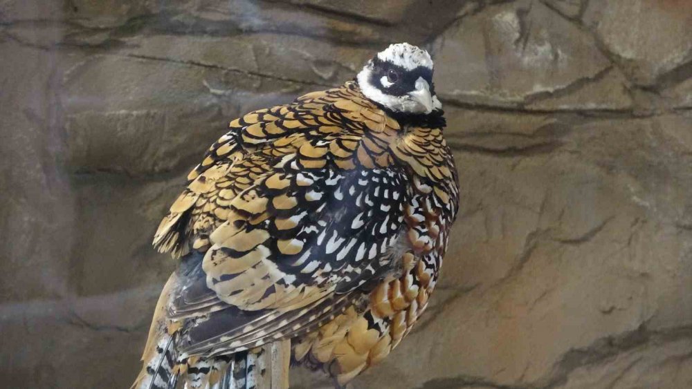 KARADENİZ BÖLGESİ'NDE İLK OLMA ÖZELLİĞİ TAŞIYAN VE AÇILDIĞI GÜNDEN BERİ ÇOK SAYIDA ZİYARETÇİYİ AĞIRLAYAN KUŞ PARKI PAPAĞANDAN, TAVUS KUŞUNA, ALTIN SÜLÜNDEN, İSPİNOZA KADAR 20 ÇEŞİT KUŞ TÜRÜNE EV SAHİPLİĞİ YAPIYOR