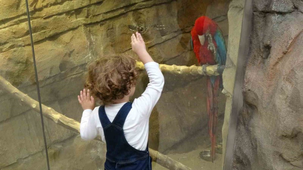 KARADENİZ BÖLGESİ'NDE İLK OLMA ÖZELLİĞİ TAŞIYAN VE AÇILDIĞI GÜNDEN BERİ ÇOK SAYIDA ZİYARETÇİYİ AĞIRLAYAN KUŞ PARKI PAPAĞANDAN, TAVUS KUŞUNA, ALTIN SÜLÜNDEN, İSPİNOZA KADAR 20 ÇEŞİT KUŞ TÜRÜNE EV SAHİPLİĞİ YAPIYOR