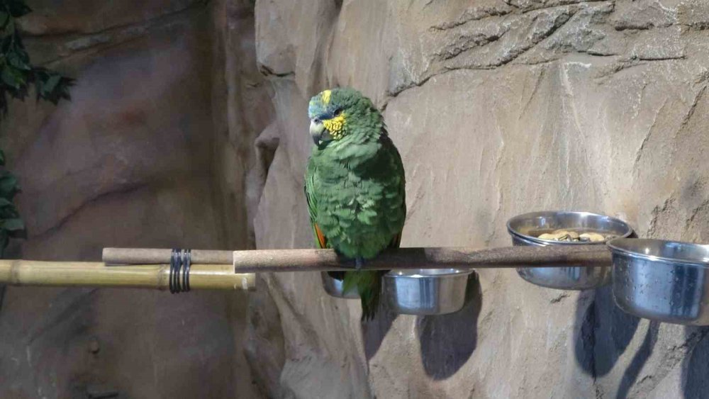 KARADENİZ BÖLGESİ'NDE İLK OLMA ÖZELLİĞİ TAŞIYAN VE AÇILDIĞI GÜNDEN BERİ ÇOK SAYIDA ZİYARETÇİYİ AĞIRLAYAN KUŞ PARKI PAPAĞANDAN, TAVUS KUŞUNA, ALTIN SÜLÜNDEN, İSPİNOZA KADAR 20 ÇEŞİT KUŞ TÜRÜNE EV SAHİPLİĞİ YAPIYOR