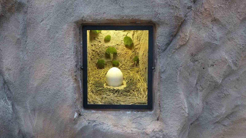 KARADENİZ BÖLGESİ'NDE İLK OLMA ÖZELLİĞİ TAŞIYAN VE AÇILDIĞI GÜNDEN BERİ ÇOK SAYIDA ZİYARETÇİYİ AĞIRLAYAN KUŞ PARKI PAPAĞANDAN, TAVUS KUŞUNA, ALTIN SÜLÜNDEN, İSPİNOZA KADAR 20 ÇEŞİT KUŞ TÜRÜNE EV SAHİPLİĞİ YAPIYOR