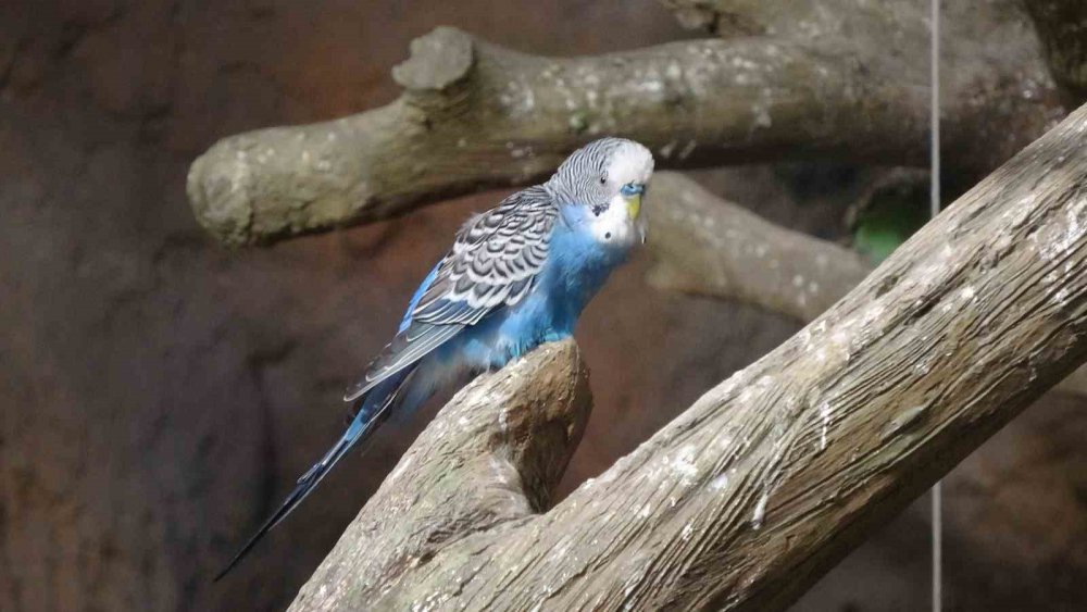 KARADENİZ BÖLGESİ'NDE İLK OLMA ÖZELLİĞİ TAŞIYAN VE AÇILDIĞI GÜNDEN BERİ ÇOK SAYIDA ZİYARETÇİYİ AĞIRLAYAN KUŞ PARKI PAPAĞANDAN, TAVUS KUŞUNA, ALTIN SÜLÜNDEN, İSPİNOZA KADAR 20 ÇEŞİT KUŞ TÜRÜNE EV SAHİPLİĞİ YAPIYOR