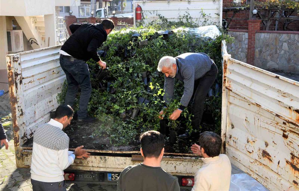 SAMSUN BÜYÜKŞEHİR BELEDİYESİ TARAFINDAN KAVAK İLÇESİNDE ÇİFTÇİLERE 2 BİN 350 ADET KUŞBURNU FİDANI VERİLDİ