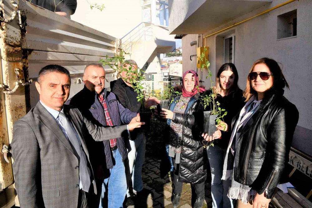 SAMSUN BÜYÜKŞEHİR BELEDİYESİ TARAFINDAN KAVAK İLÇESİNDE ÇİFTÇİLERE 2 BİN 350 ADET KUŞBURNU FİDANI VERİLDİ
