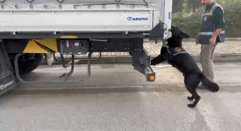 SAMSUN'DA NARKOTİK POLİSİ TARAFINDAN BİR TIRDA YAPILAN ARAMADA 3 KİLO 950 GRAM SKUNK ADLI UYUŞTURUCU ELE GEÇİRİLDİ