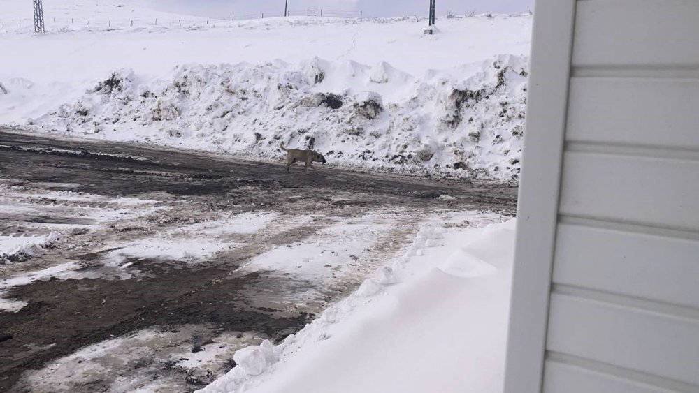 BAYBURT-ERZURUM KARA YOLU KOP DAĞI GEÇİDİNDE KARAYOLLARINA AİT BAKIMEVİ CİVARINDA BIRAKILAN ONLARCA BAŞIBOŞ KÖPEK TEHLİKE SAÇIYOR