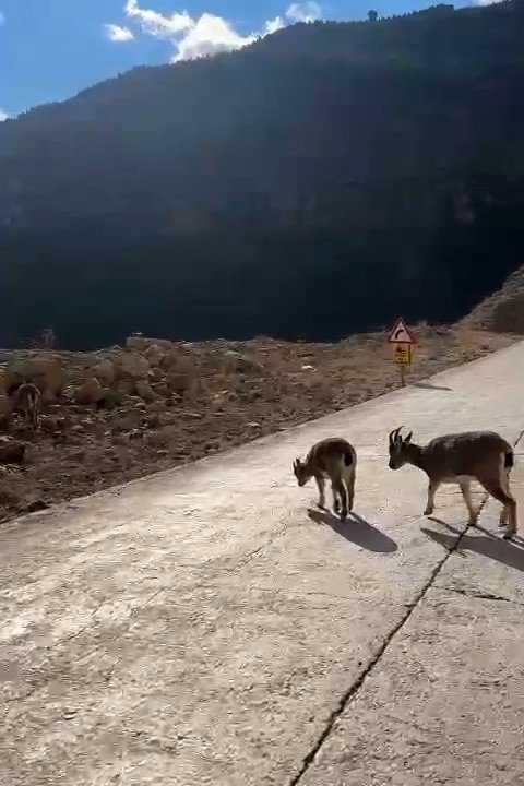 YABAN KEÇİLERİ GÜMÜŞHANE’Yİ MESKEN TUTTU. GÜMÜŞHANE'DE SON GÜNLERDE SÜRÜLER HALİNDE GEZEN BU HAYVANLAR YOLLARDA VE KIRSAL KESİMDE SIK SIK VATANDAŞLARIN KARŞISINA ÇIKIYOR