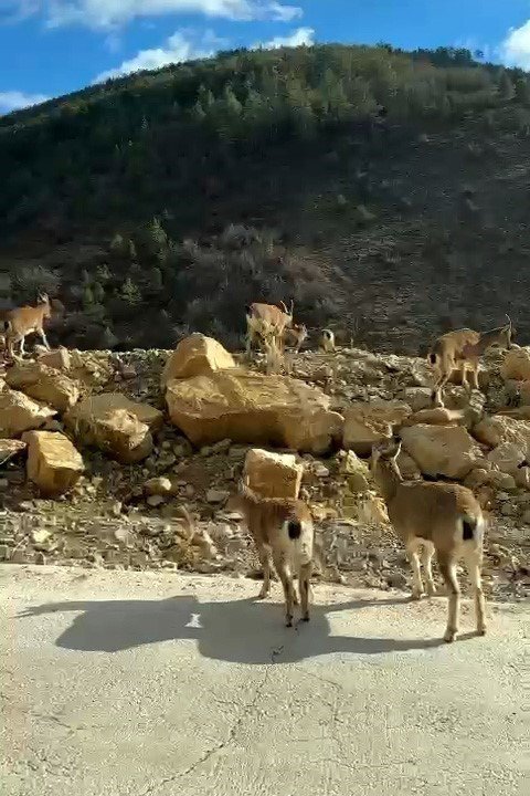YABAN KEÇİLERİ GÜMÜŞHANE’Yİ MESKEN TUTTU. GÜMÜŞHANE'DE SON GÜNLERDE SÜRÜLER HALİNDE GEZEN BU HAYVANLAR YOLLARDA VE KIRSAL KESİMDE SIK SIK VATANDAŞLARIN KARŞISINA ÇIKIYOR