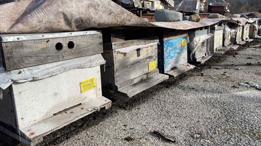 RİZELİ ARICI MAHMUT ATABAY, ARILARIN KAFKAS ARISI DEĞİL DENİLEREK ARDAHAN VE ARTVİN’DEN ÇIKARTILMIŞTI. ARILARININ "KAFKAS ARISI" OLDUĞU GERÇEĞİNİ KANITLADI.ÖLEN ARILARININ ZARARINI KARŞILAMAK İÇİN HUKUK MÜCADELESİ BAŞLATTI