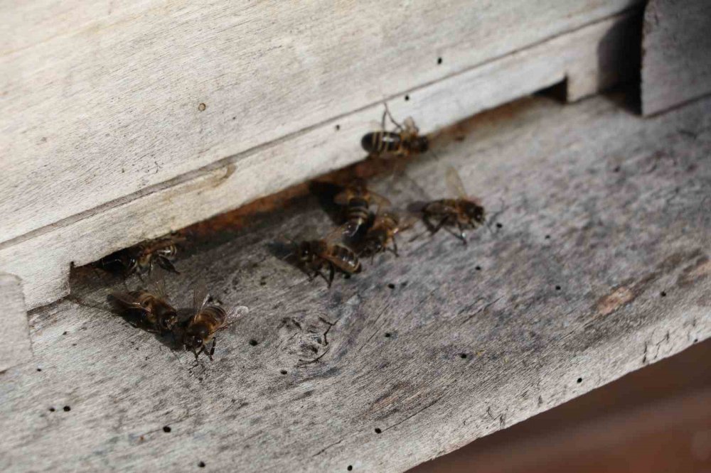 RİZELİ ARICI MAHMUT ATABAY, ARILARIN KAFKAS ARISI DEĞİL DENİLEREK ARDAHAN VE ARTVİN’DEN ÇIKARTILMIŞTI. ARILARININ "KAFKAS ARISI" OLDUĞU GERÇEĞİNİ KANITLADI.ÖLEN ARILARININ ZARARINI KARŞILAMAK İÇİN HUKUK MÜCADELESİ BAŞLATTI