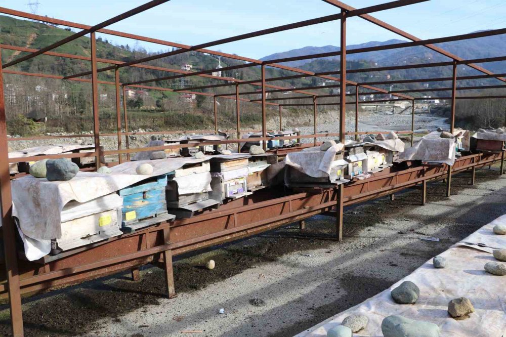 RİZELİ ARICI MAHMUT ATABAY, ARILARIN KAFKAS ARISI DEĞİL DENİLEREK ARDAHAN VE ARTVİN’DEN ÇIKARTILMIŞTI. ARILARININ "KAFKAS ARISI" OLDUĞU GERÇEĞİNİ KANITLADI.ÖLEN ARILARININ ZARARINI KARŞILAMAK İÇİN HUKUK MÜCADELESİ BAŞLATTI