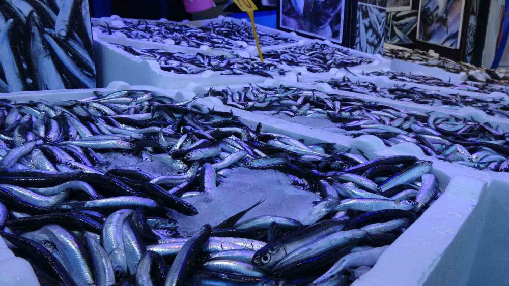 HAMSİ AVI DÜŞÜŞE GEÇTİ, FİYATI İKİYE KATLANDI.35 TL'DEN SATILAN HAMSİ BUGÜN İTİBARİYLE TEZGÂHLARDA 60-70 TL'YE SATILMAYA BAŞLADI