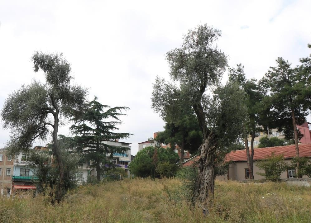 SAMSUN İL TARIM VE ORMAN MÜDÜRÜ İBRAHİM SAĞLAM, "SAMSUN'DA BUGÜN İTİBARIYLA BİN DEKAR ALANDA ZEYTİN ÜRETİLİYOR. YAKLAŞIK 2 BİN DÖNÜMÜ AŞTIKTAN SONRA ZEYTİNİN SANAYİSİ DE İLİMİZDE ARTACAKTIR" DEDİ