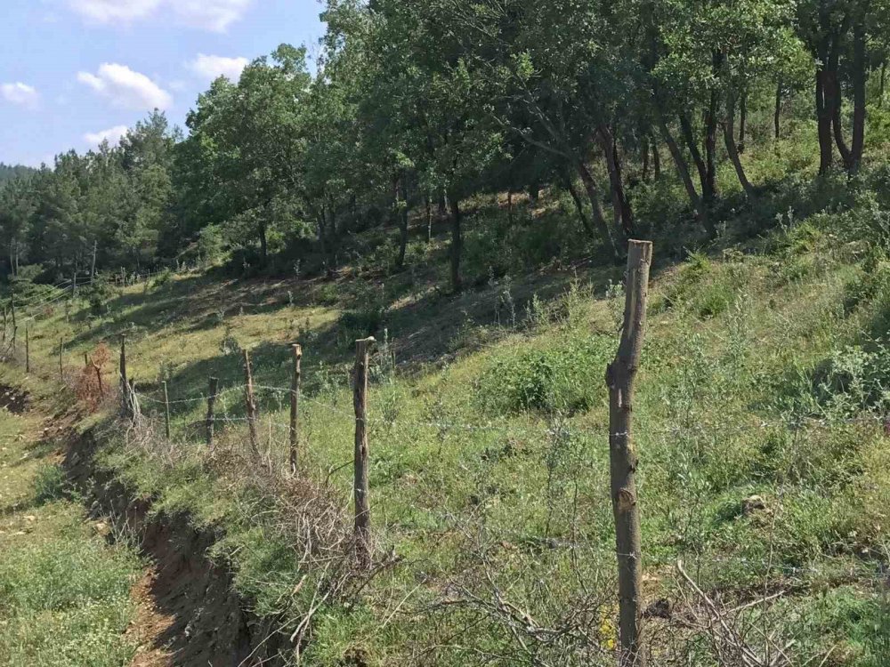 SAMSUN İL TARIM VE ORMAN MÜDÜRÜ İBRAHİM SAĞLAM, "SAMSUN'DA BUGÜN İTİBARIYLA BİN DEKAR ALANDA ZEYTİN ÜRETİLİYOR. YAKLAŞIK 2 BİN DÖNÜMÜ AŞTIKTAN SONRA ZEYTİNİN SANAYİSİ DE İLİMİZDE ARTACAKTIR" DEDİ