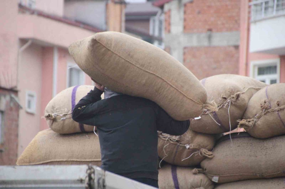 ORDU’DA SERBEST PİYASADA FINDIK 105 LİRAYA ULAŞTI